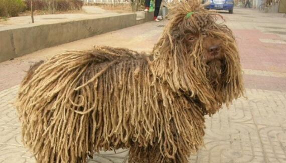 可蒙犬的饲养方法（打造健康快乐的可蒙犬生活）