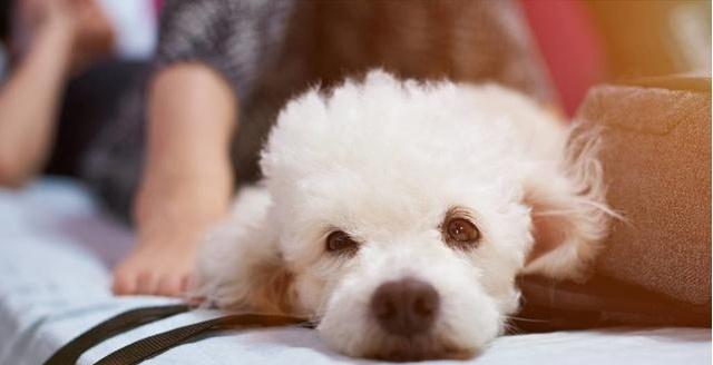 比熊犬的群居特性探究（以宠物为主的群居现象研究）