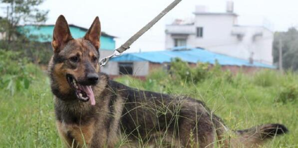 中国昆明犬的饲养全指南（如何给昆明犬提供最佳的生活环境与营养？）