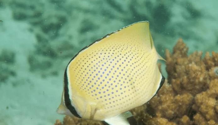 斜纹蝴蝶鱼的饲养方法（打造一个完美家庭水族箱）