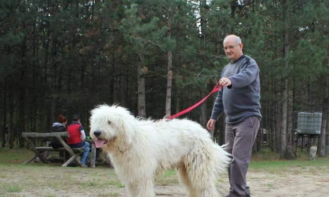 为什么可蒙犬是新手养宠物的不二选择？（了解可蒙犬的性格特点与养护方式）