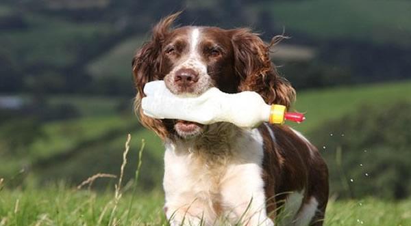 英国史宾格犬的饲养（爱宠与您的生活）