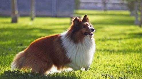 喜乐蒂牧羊犬的饮食需求剖析（一只健康牧羊犬所需的合理食量和营养摄入量）