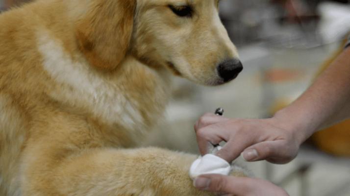 如何给你的爱犬进行全面身体检查（狗狗健康无小事，一起来看看如何做好全面身体检查）