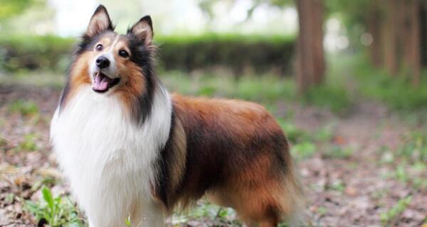 小型犬的智商排名（探究宠物小狗的聪明程度，这些品种排名前列）