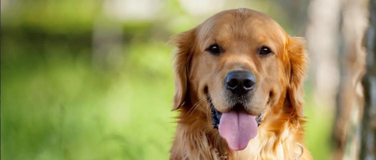 如何训练金毛犬成为优秀的看家犬（宠物狗也能保家卫国，金毛犬是最佳选择！）