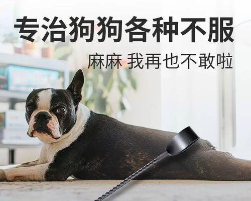 如何训练马犬成为忠诚可靠的宠物（基础训练、精细化训练和应急训练）