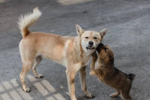 中华田园犬的饲养方法（了解中华田园犬，让它成为最好的伙伴）