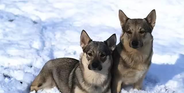 如何养护你的瑞典柯基犬——15个饲养方法（从选购到日常饲养，让你的狗狗健康快乐成长！）