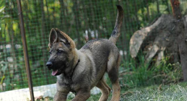 养护中国昆明犬，让它健康成长（关注细节，呵护小生命）