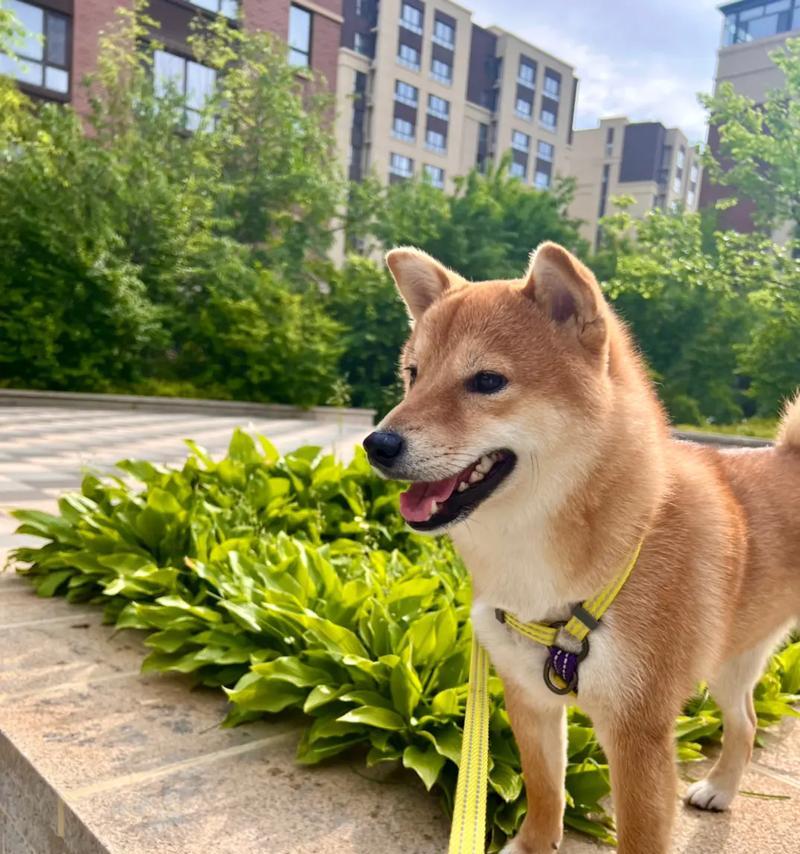 如何科学养护日本柴犬（宠爱它，让它快乐成长）