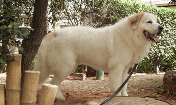 大白熊犬怀孕期间饮食指南（为宠物提供健康营养的必要性）