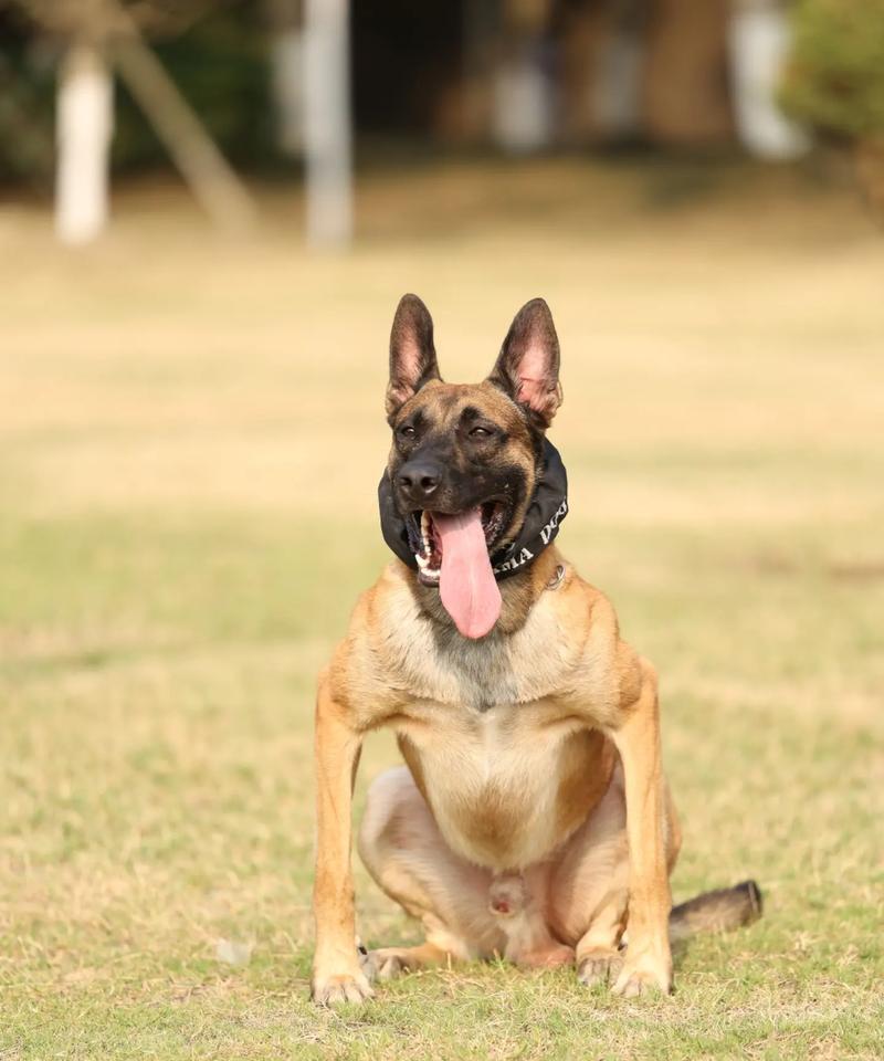 如何训练以马犬（掌握这些技巧，让你的宠物成为顺从的听话王）