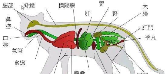 猫的毛吸入肺后的应对方法（如何避免猫毛引发的健康问题）