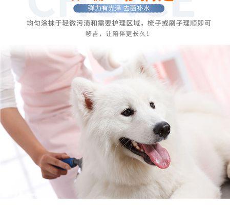 比熊犬护毛全攻略（宠物爱好者必读，如何保持你的比熊犬毛发健康美丽）