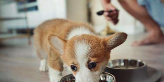 柯基犬与水果（你了解柯基犬的饮食习惯吗？）