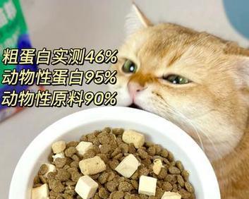 宠物养护误区（当心以养猫养狗的4个误区）