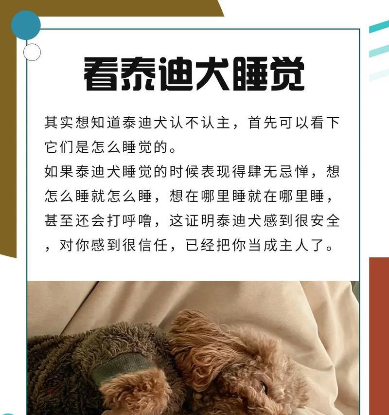 狗狗什么时候能认主？（了解狗狗认主的关键信息）