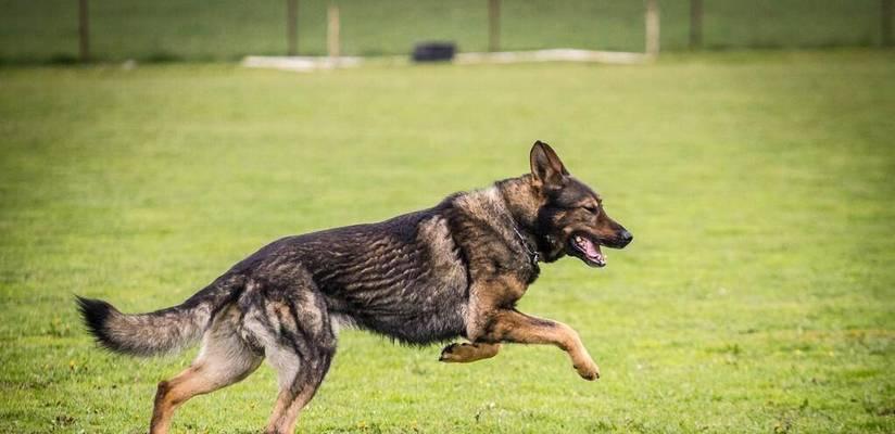 如何选择合适的繁殖种犬（以健康为前提，从品种、血统、外貌、性格等方面综合考虑）