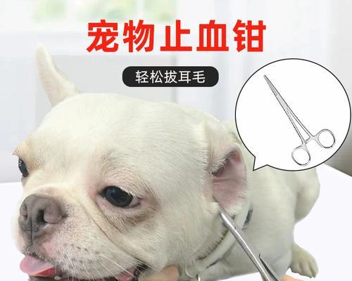 如何清理泰迪犬的耳朵（宠物日常护理技巧，让爱宠健康幸福）