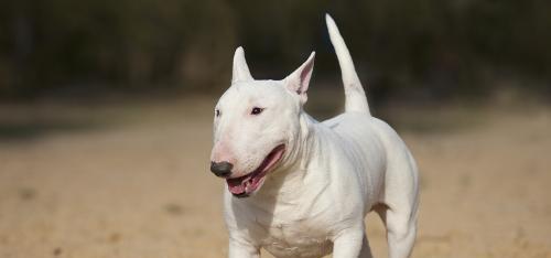 斗牛犬常见疾病解析（了解宠物犬的健康问题，让斗牛犬健康成长）