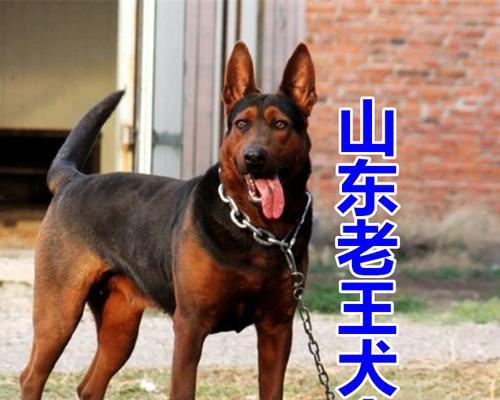 以德牧和狼狗的区别（探究两种犬类的特点及适应环境）