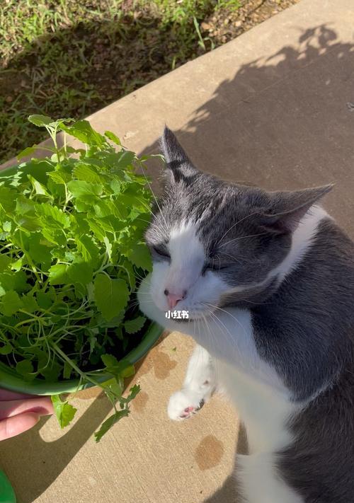 猫咪第一次尝试薄荷的经历（探索猫咪的好奇心，解读薄荷对猫咪的影响）