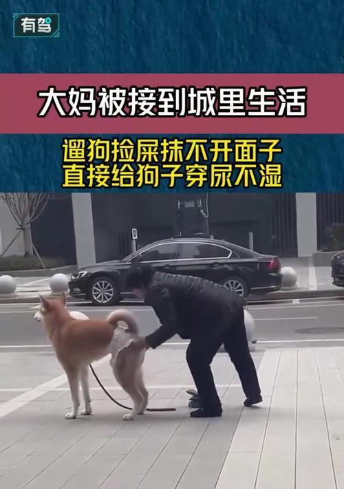 如何纠正狗狗吃便便的不良习惯（有效的方法与技巧，让宠物健康快乐）