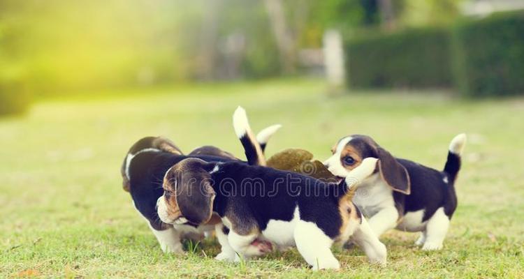 关爱病犬的饮食健康