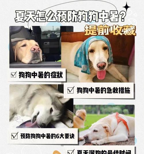 如何预防以西施犬掉毛？（了解掉毛原因，正确护理）