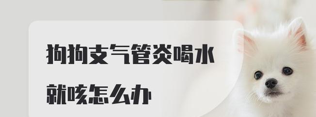 如何预防狗狗传染性气管炎？（宠物主人必看，了解这些关键信息能让宠物健康无忧）