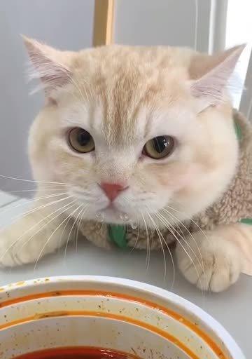 猫咪为什么总喝水还流口水？（探究猫咪口水流出的原因和日常喝水习惯）