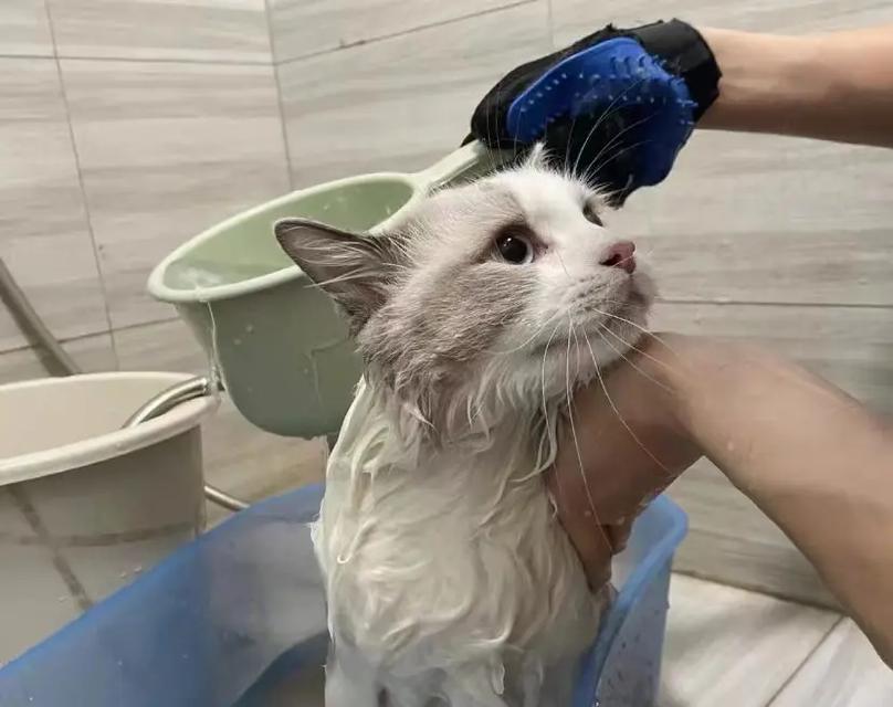 如何正确给宠物猫咪洗澡？（注意事项、步骤及常见问题解答。）