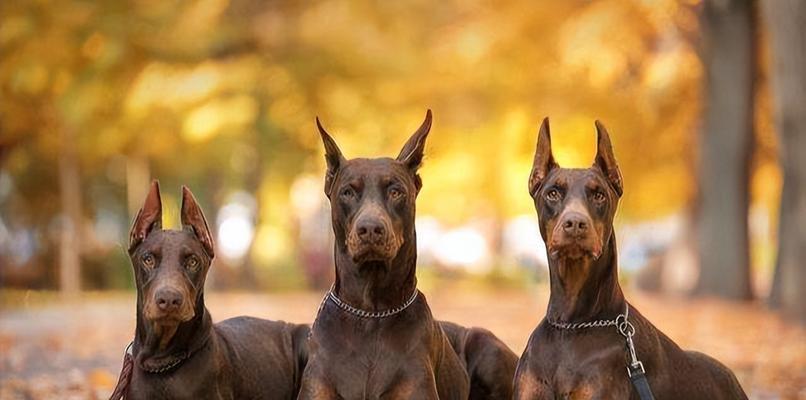 以杜宾犬训练为例，如何训练宠物狗（宠物狗训练的重要性及训练方法分享）