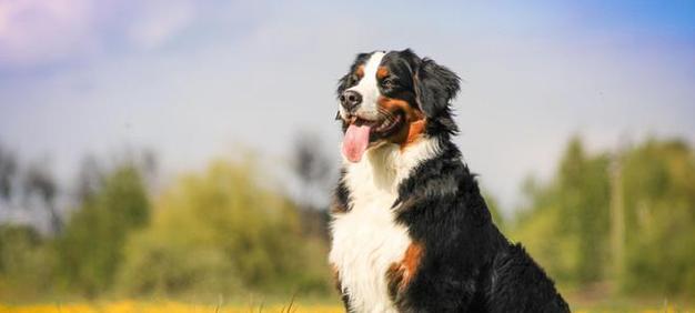 大丹犬训练方法详解（以宠物为主，让大丹犬变成聪明听话的好伙伴）