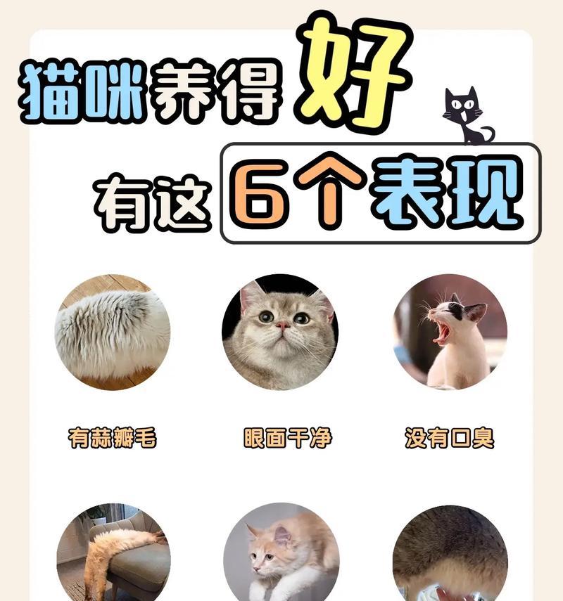 猫咪生产前的症状有哪些？（掌握这些症状，帮助猫咪安全度过生产期）