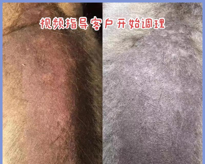 解读博美皮肤病的诊治全攻略（以宠物为主，让博美健康度过每一天）