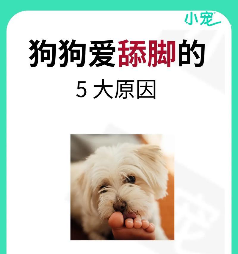 如何纠正金毛犬乱舔乱扑行为（从宠物训练入手，让你的金毛成为优秀的家庭伴侣）