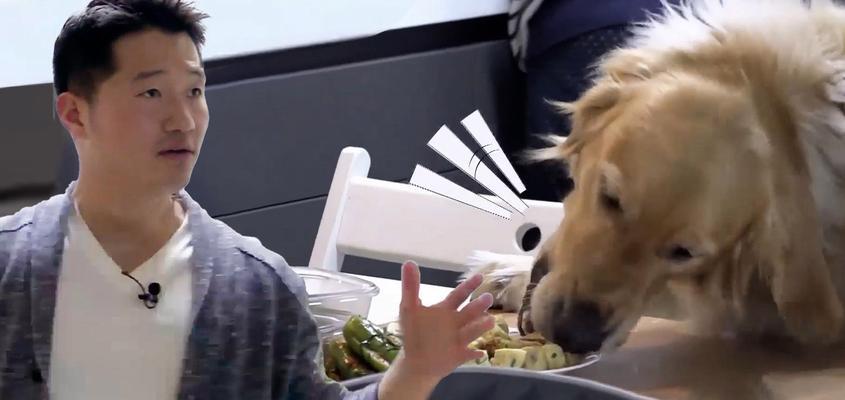 如何训练金毛犬高空接食？（以宠物为主，让你的金毛犬成为空中接食高手）