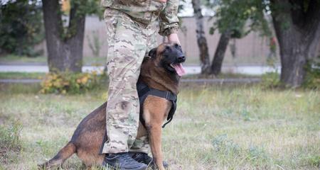 如何训练德国牧羊犬成为优秀宠物（以宠物为主，打造忠诚、听话的德国牧羊犬）