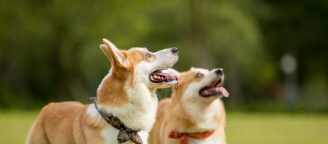 柯基犬能否食用水果？（宠物健康需谨慎选择/水果对柯基犬的影响分析）