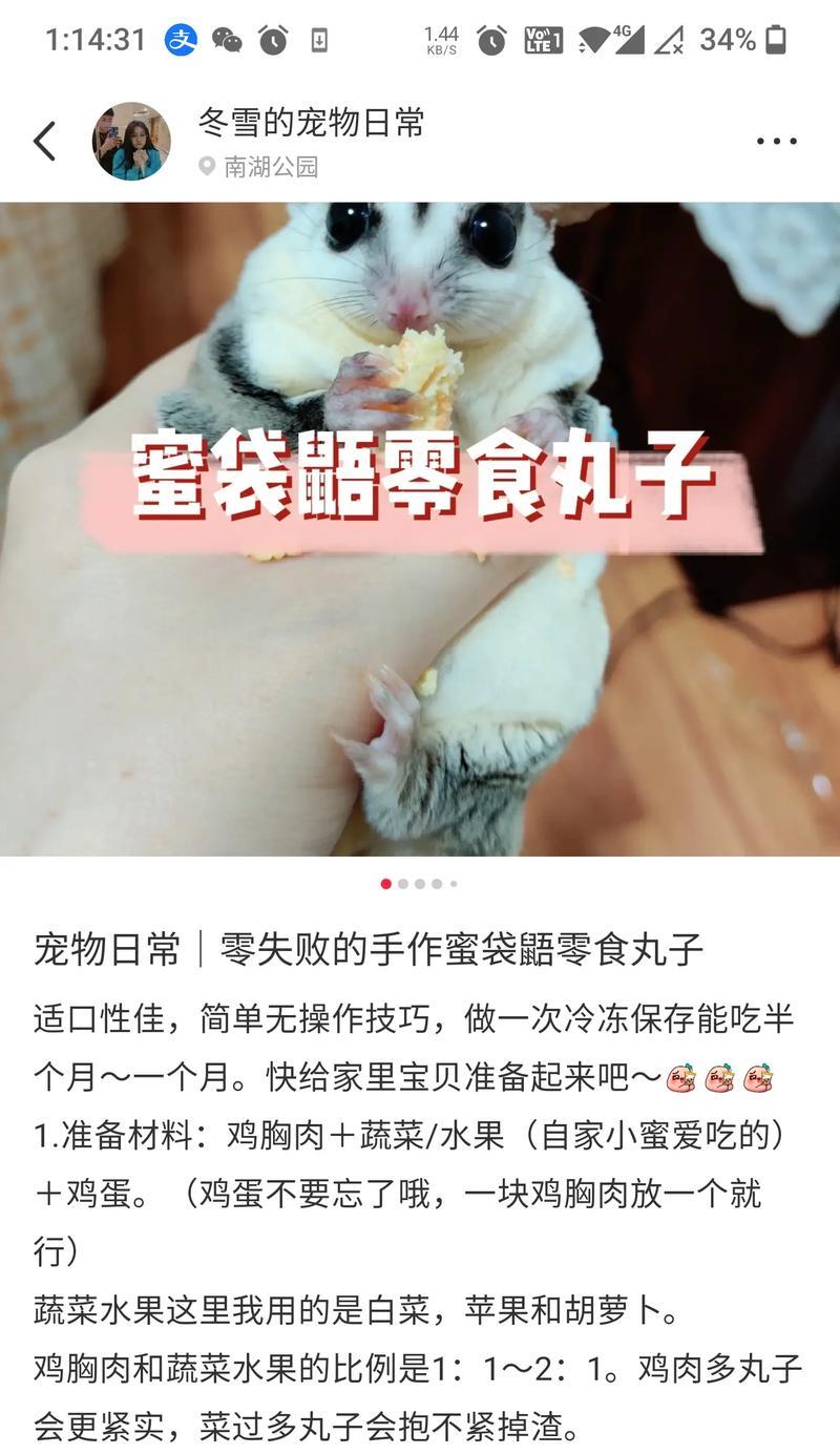 北美飞鼠的饲养方法详解（如何照顾你的宠物北美飞鼠）