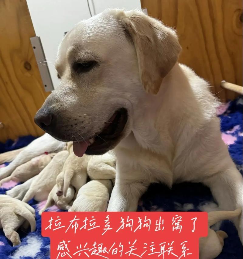 如何养护你的拉布拉多犬（让你的宠物快乐健康地成长）