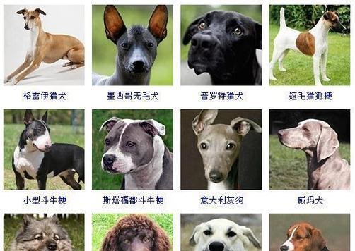 如何合理饲养威尔士跳猎犬（了解威尔士跳猎犬的特点与饲养需求，让您的宠物健康快乐）