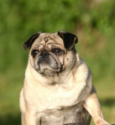 哈威那犬的饲养指南（如何给哈威那犬提供一个健康快乐的家？）