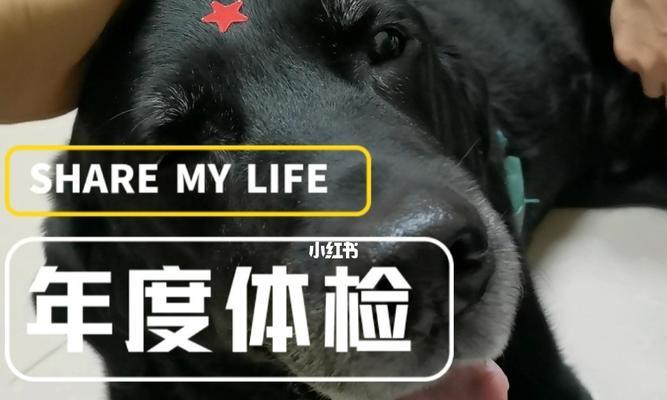 在家DIY宠物体检，轻松关爱你的狗狗（如何快速检查狗狗的身体状况，让爱心不间断）