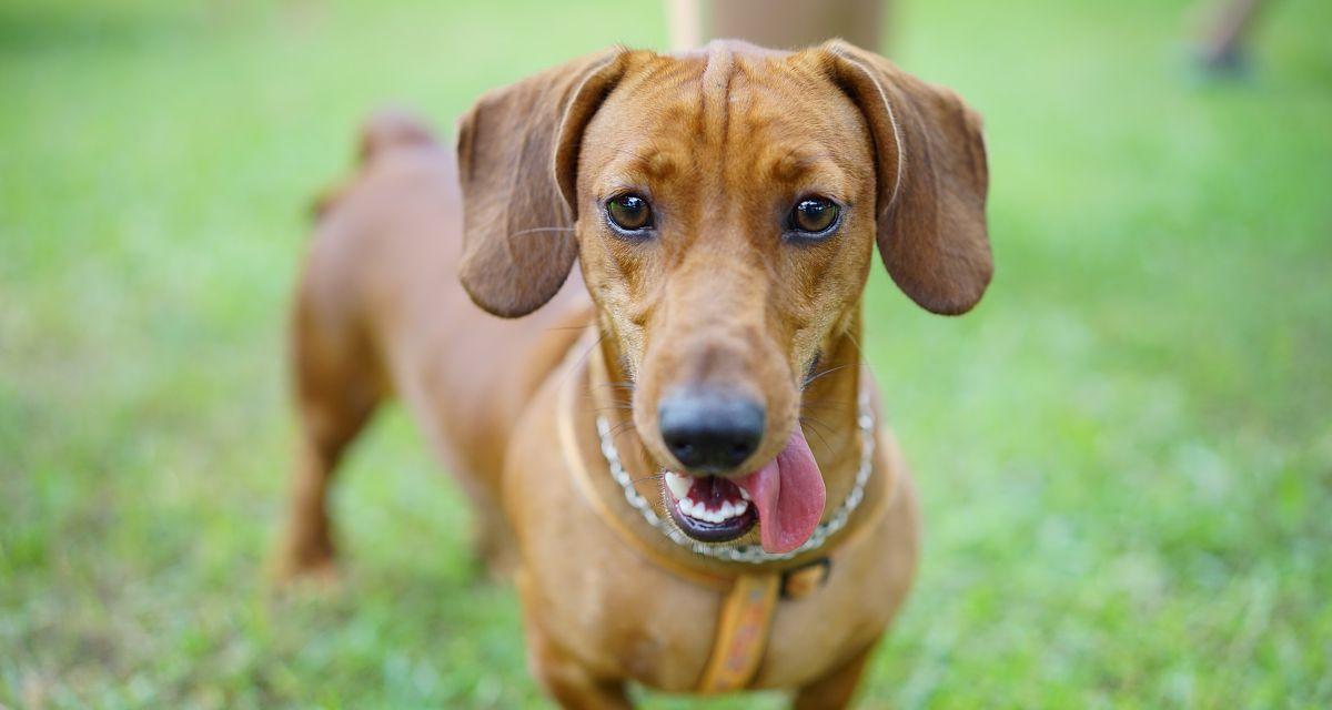 品味可爱小腊肠犬友必备基本标准（了解标准选择好伴侣）