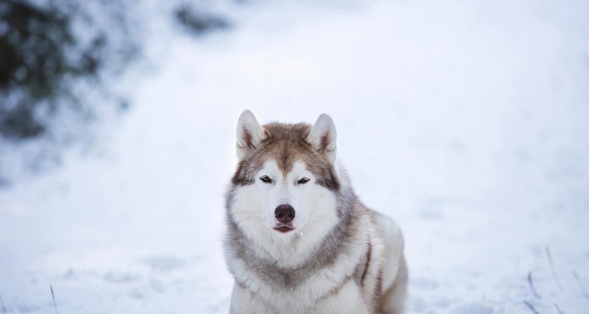 哈士奇雪橇犬的由来（一只源自西伯利亚的宠物犬）