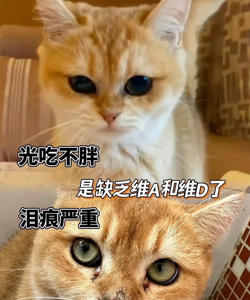 猫咪夏天脱毛严重与瘦身困扰（猫咪为什么会夏天脱毛严重？如何保持健康瘦身？）