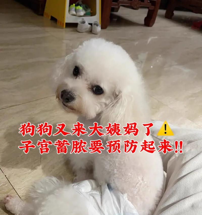 如何照顾老年宠物狗（老年犬护理指南）